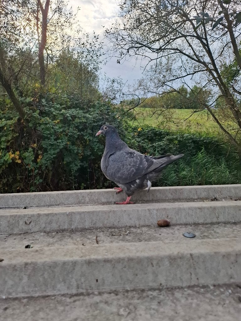 Texan duiven, Dieren en Toebehoren, Vogels | Duiven