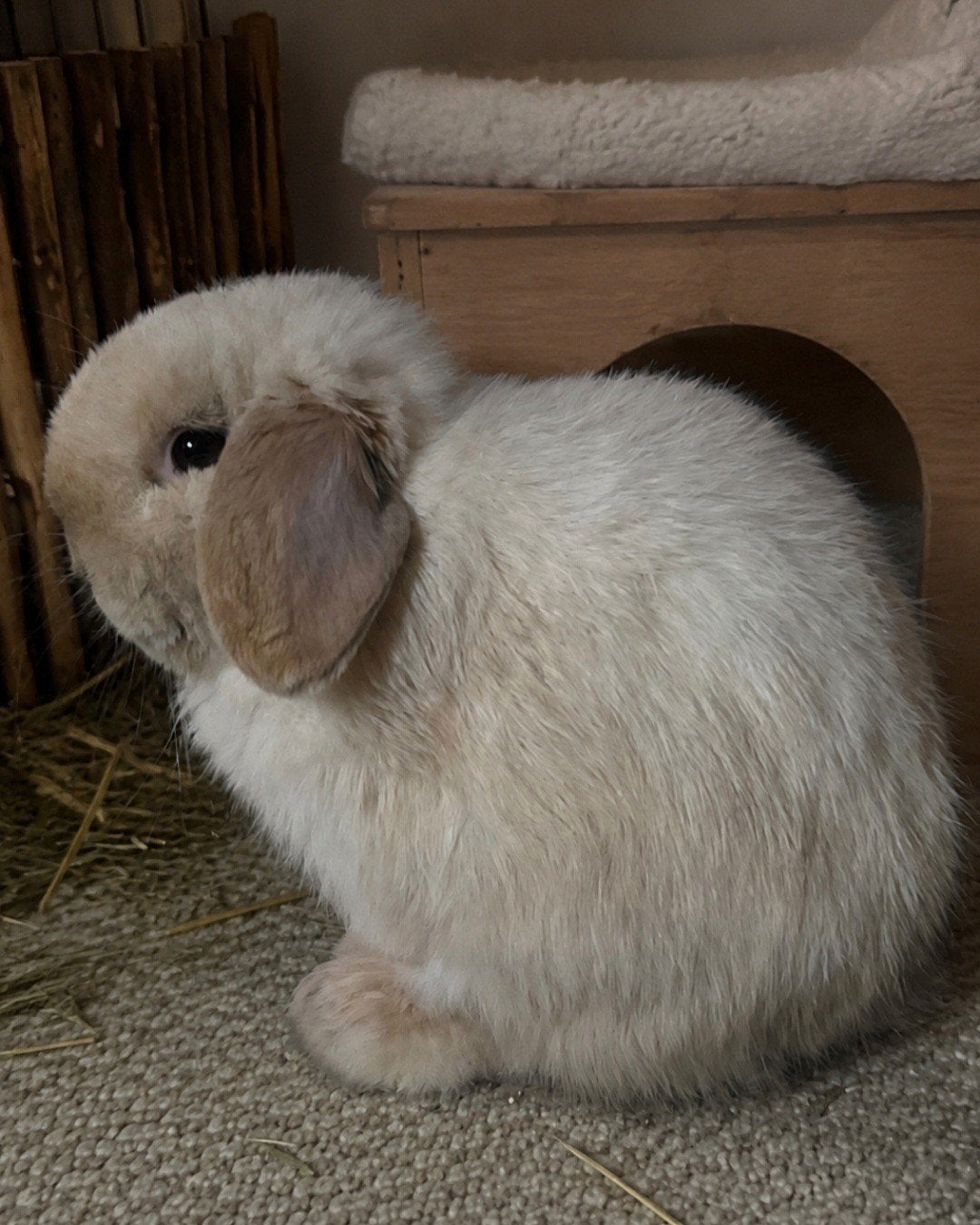 Minilop, Dieren en Toebehoren, Konijnen, Meerdere dieren, Dwerg, Hangoor, 0 tot 2 jaar