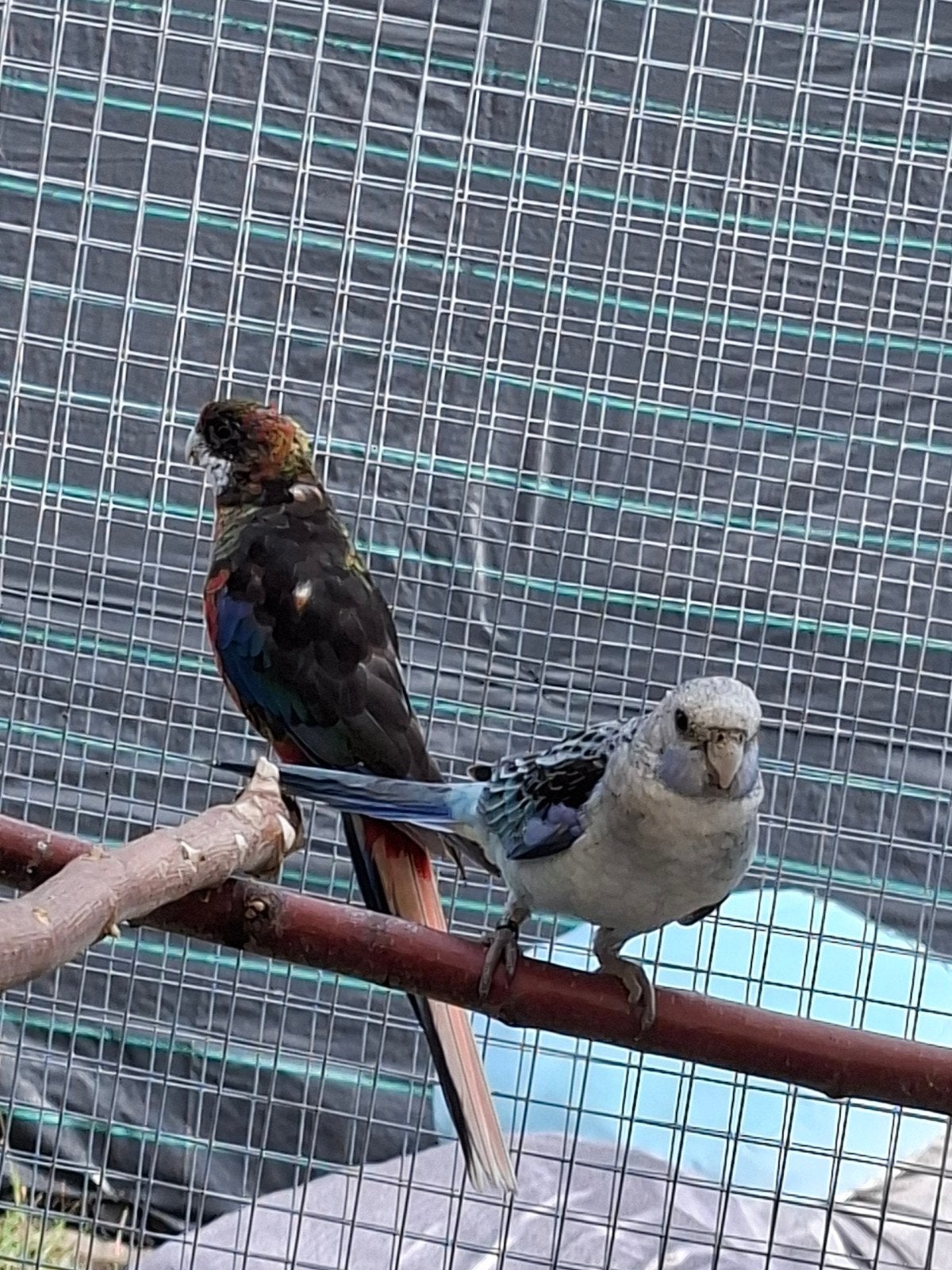 rosella parkieten, Dieren en Toebehoren