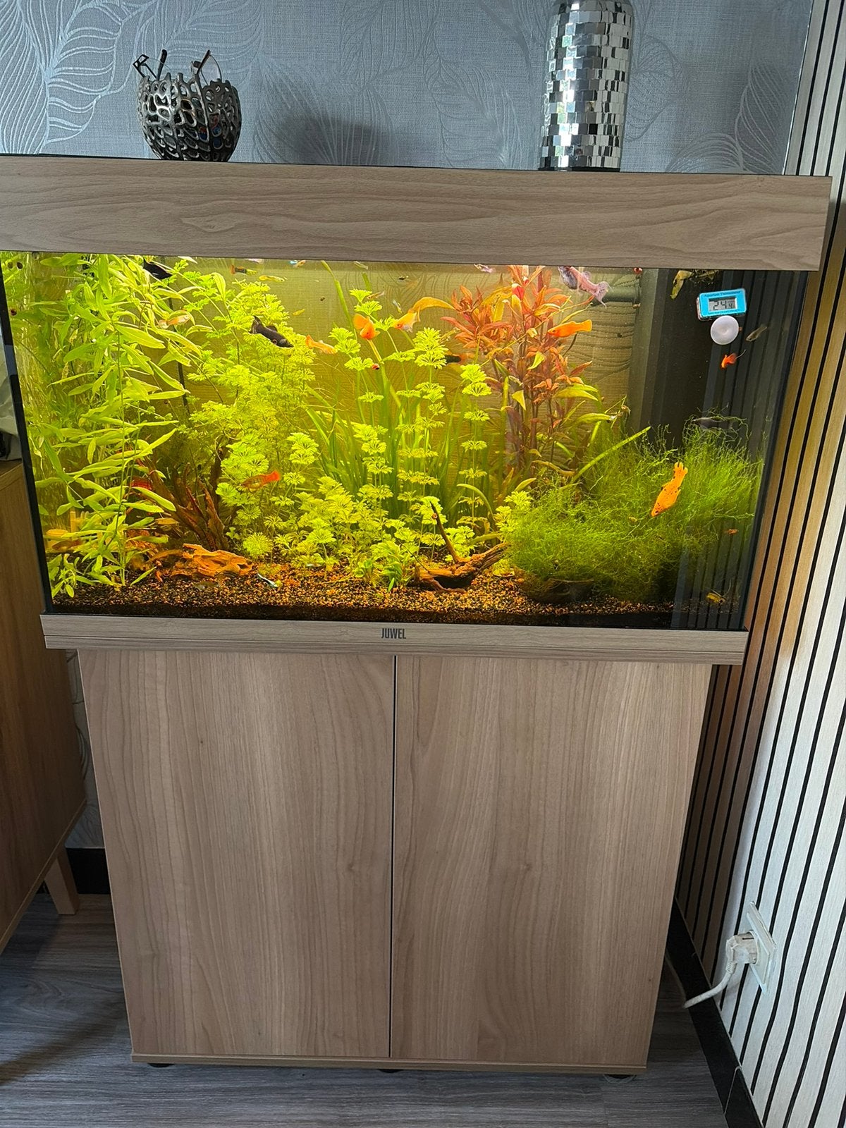 Aquarium, Ophalen of Verzenden, Zo goed als nieuw, Juwel