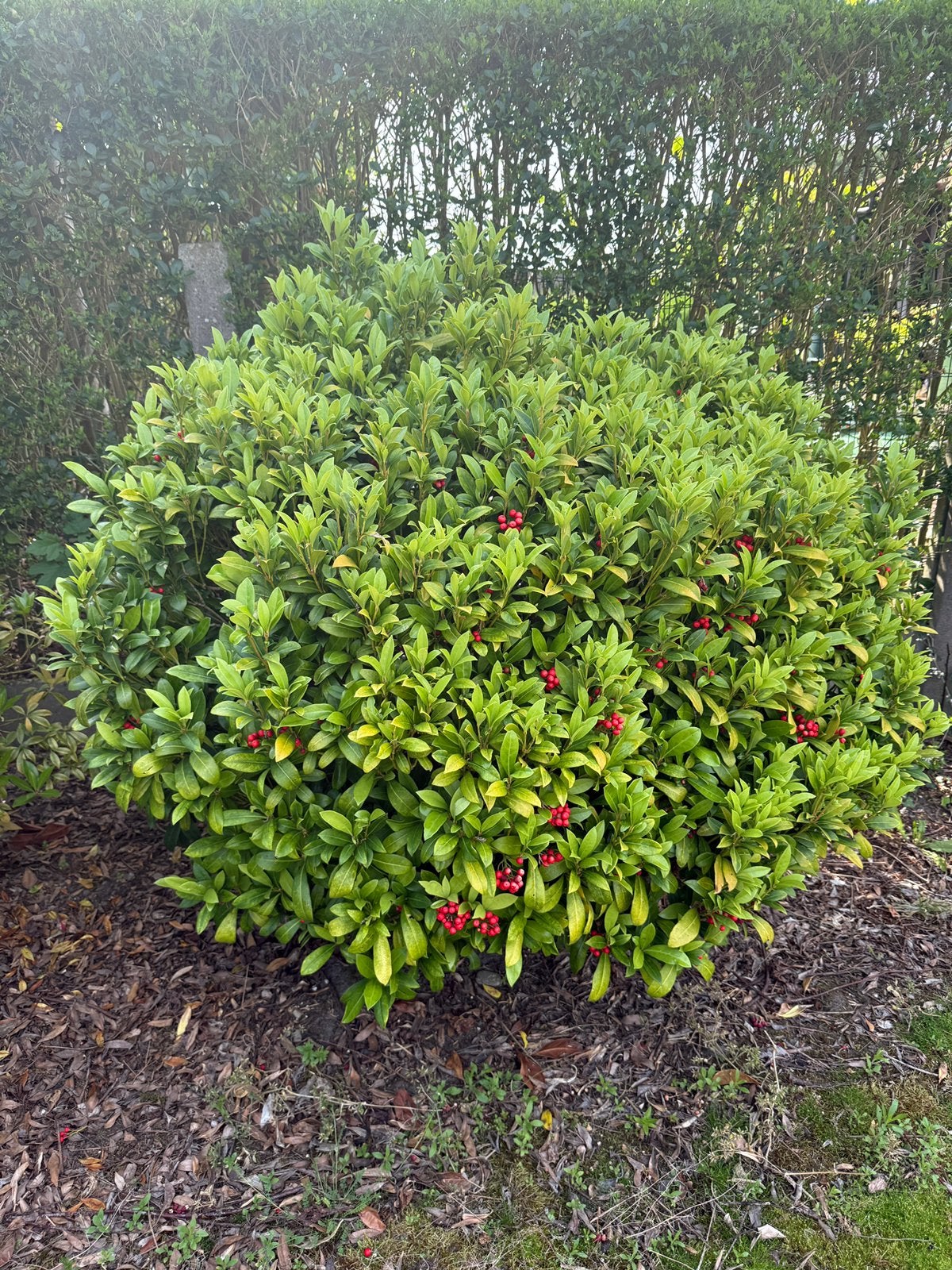 Grote planten, Tuin en Terras, Planten | Struiken en Hagen, Ophalen, Overige soorten, Struik, 100 tot 250 cm