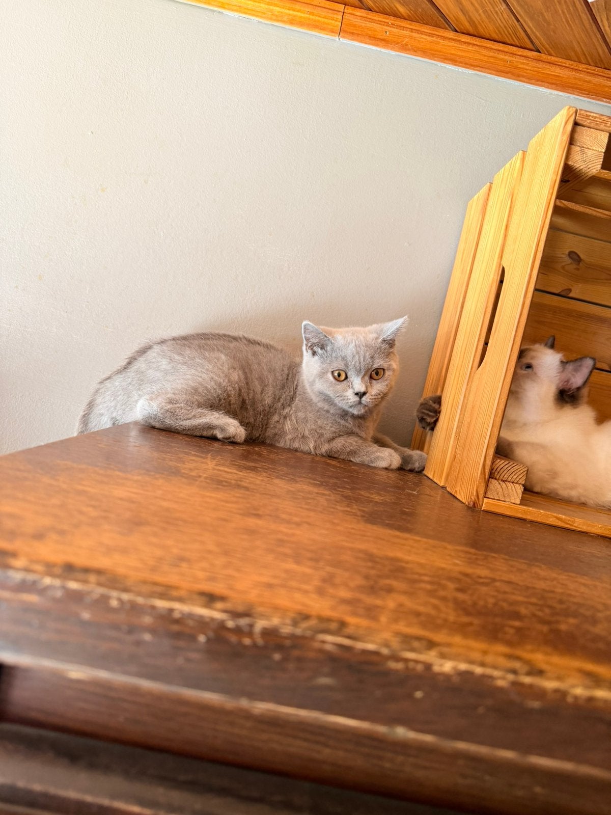 Brits korthaar kittens, Poes, Gechipt, 0 tot 2 jaar