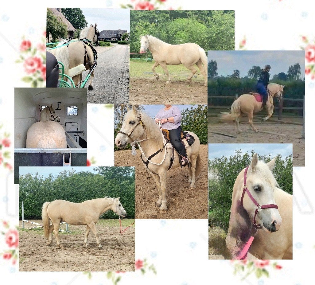 Prachtige sterke breede palomino, Dieren en Toebehoren, Paarden, Ruin