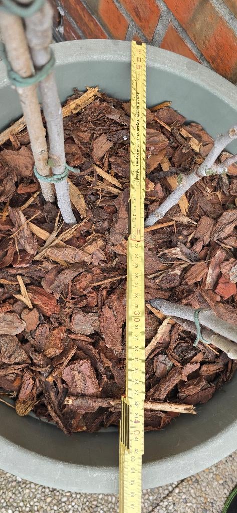 Vijgenboom 'BROWN TURKEY' vijgen boom Ficus Carica 1v10, Tuin en Terras, Planten | Bomen, Overige soorten, Lente, 100 tot 250 cm