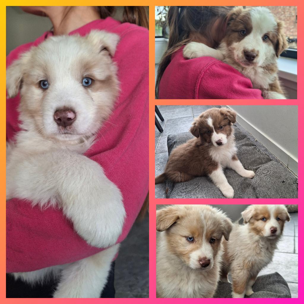 Raszuivere Australische herder pups op de boerderij, Particulier, 8 à 15 semaines, Plusieurs, Hépatite contagieuse (maladie de Rubarth)