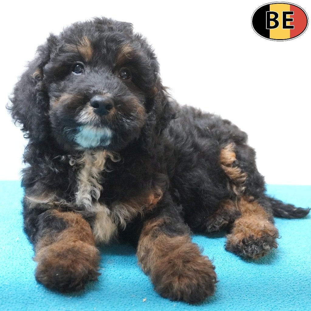 Cockapoo (abrikoos, zwart, black and tan) Belgische pups, Dieren en Toebehoren, België, CDV (hondenziekte), 8 tot 15 weken, Meerdere