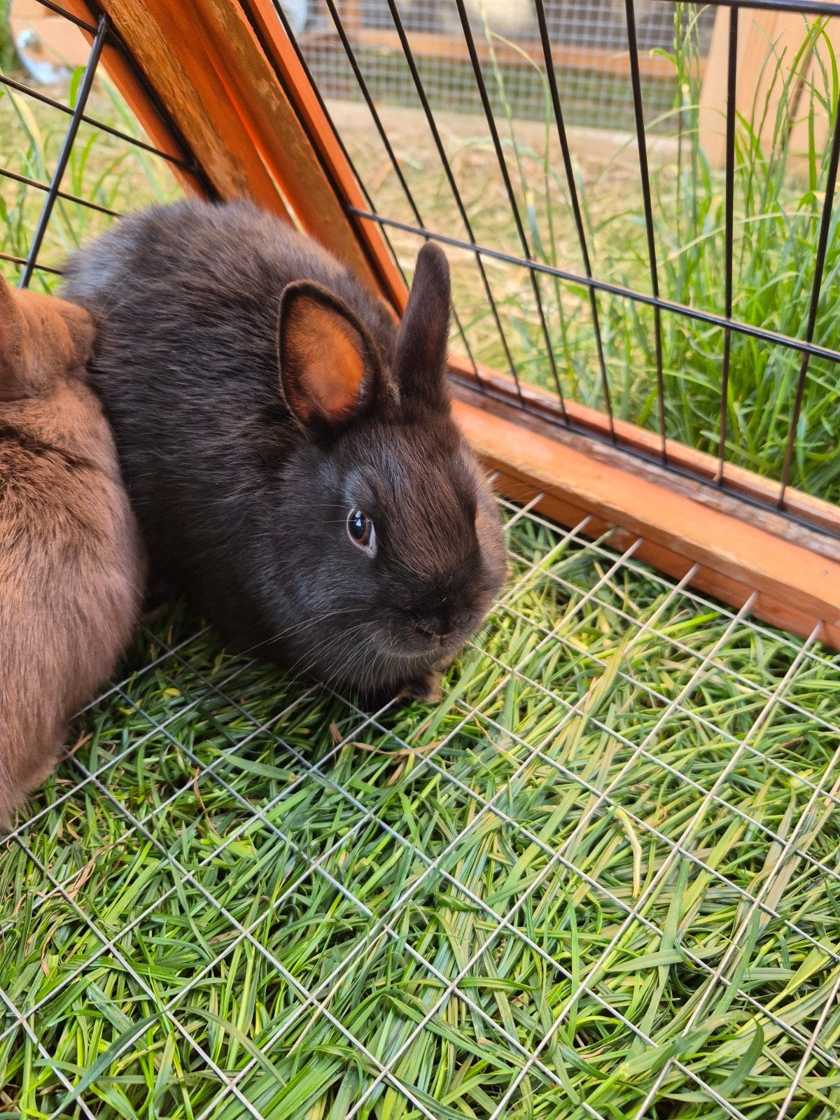 Kleurdwergje mini konijntjes