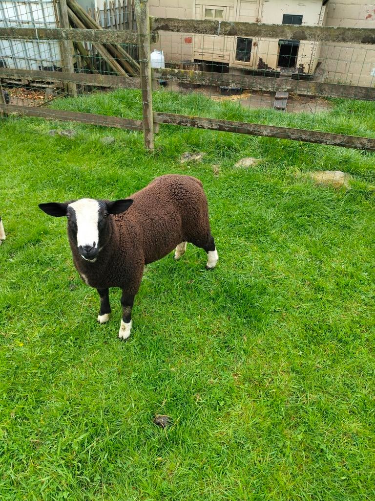 Zwartbles, Schaap