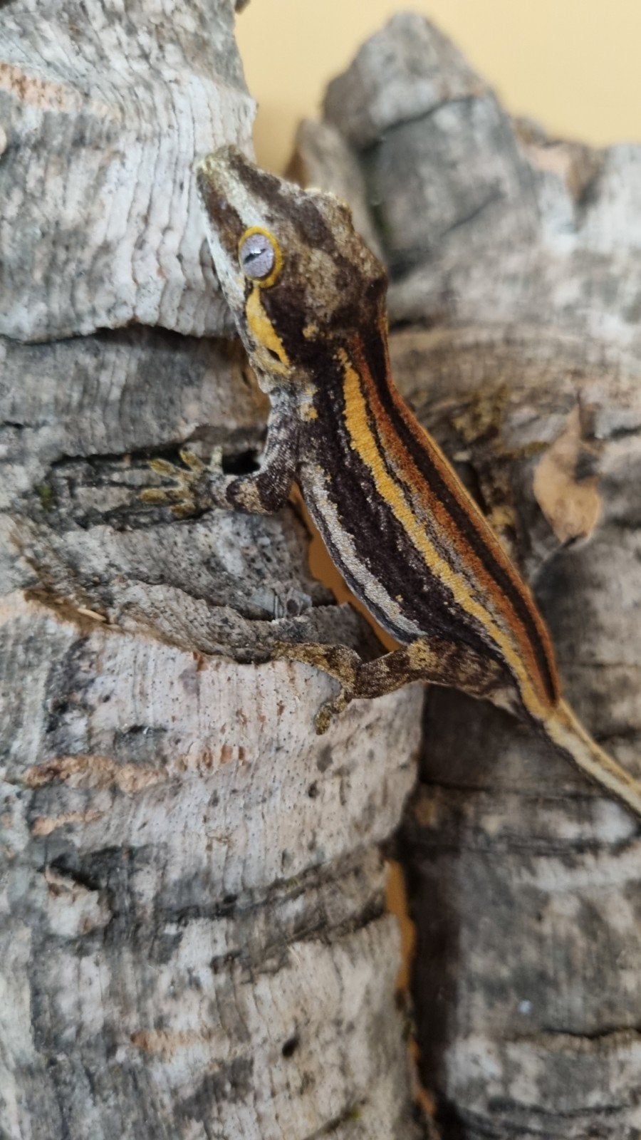 Rhacodactylus Auriculatus Gargoyle, Animaux & Accessoires, Reptiles & Amphibiens