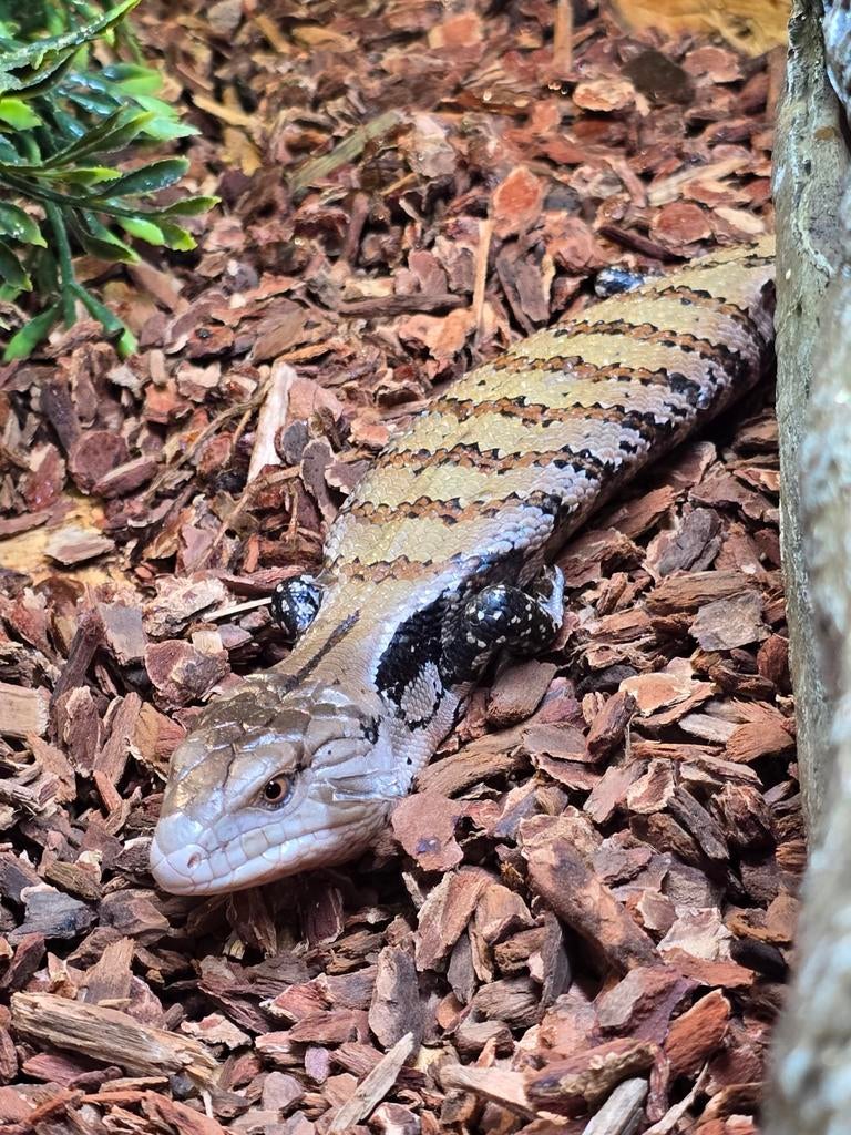 Nog 1 nakweek Tiliqua scincoides 2025, Animaux & Accessoires, Reptiles & Amphibiens, Amphibien