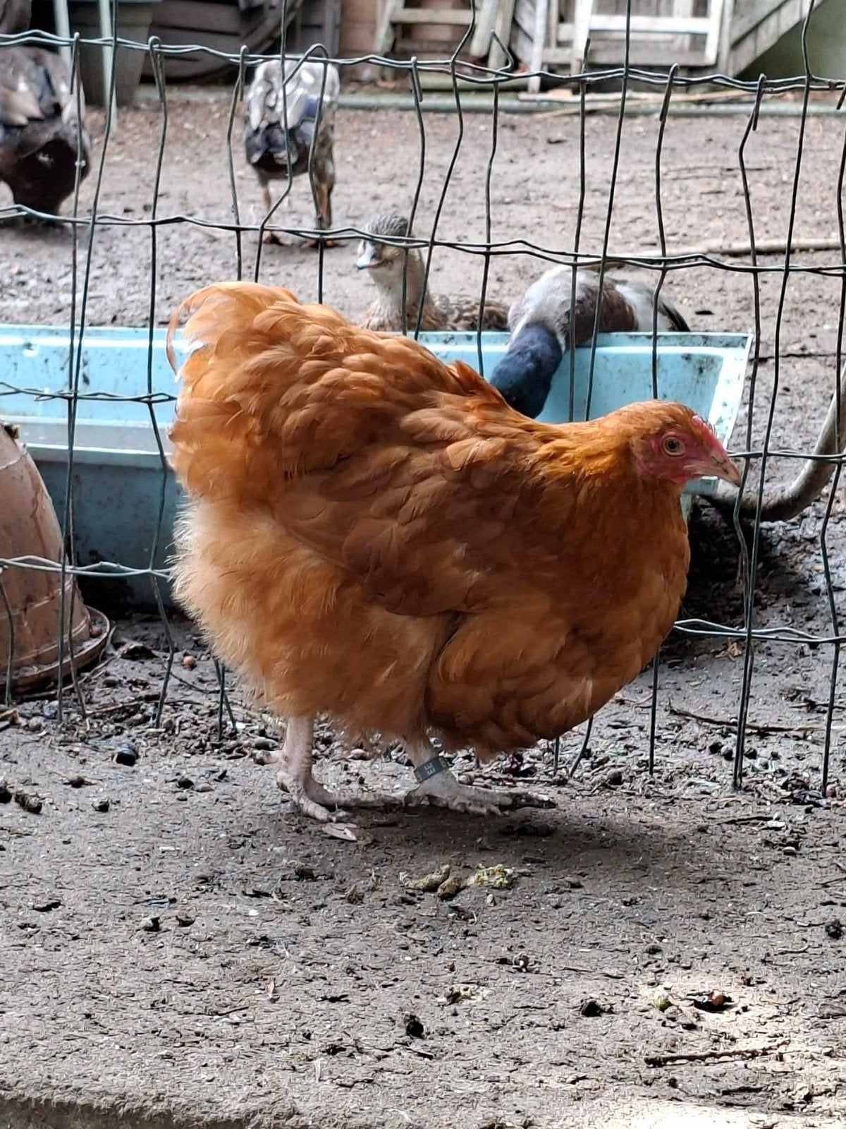 Couple orpington naine fauve, Plusieurs animaux, Poule ou poulet