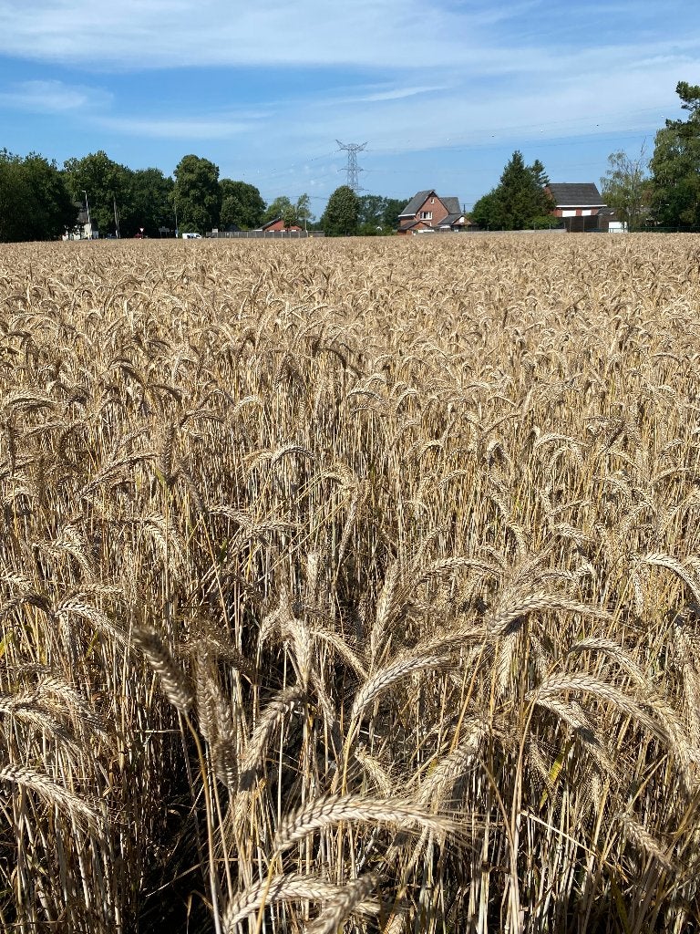 Triticale & zomergerst 2026, Ophalen