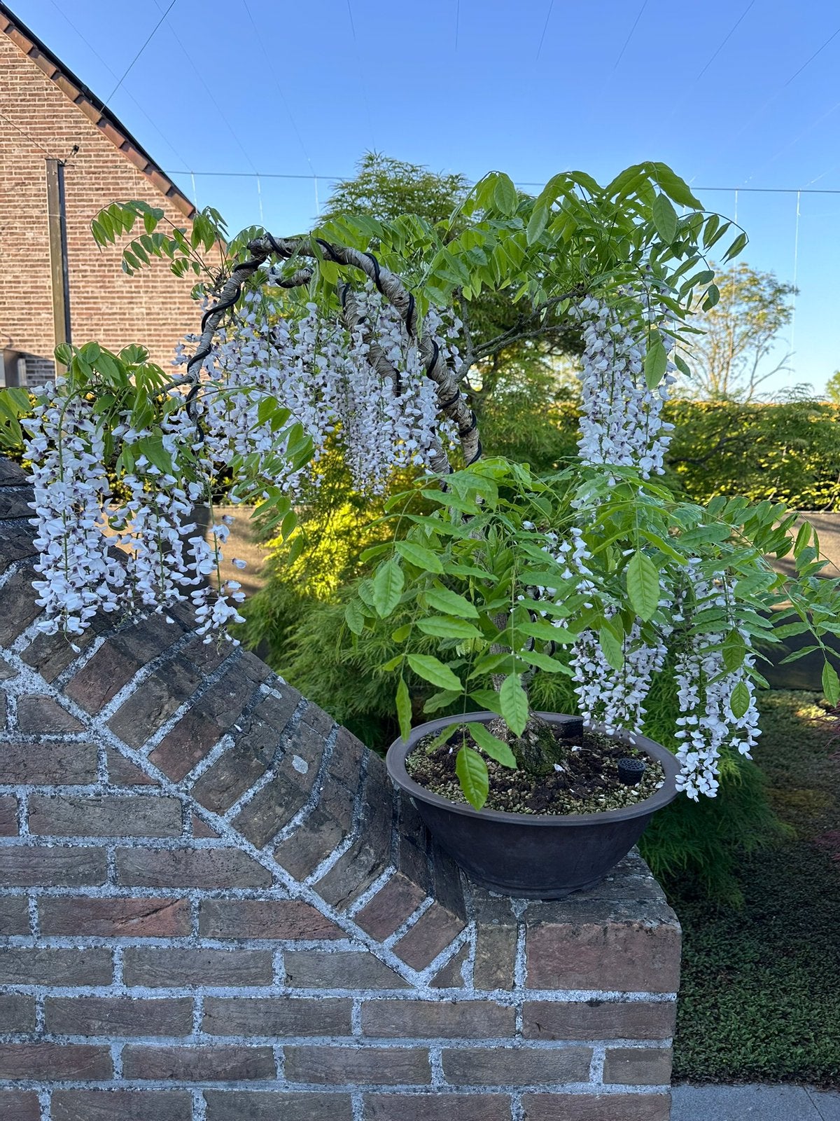 Wisteria Bonsai, Jardin & Terrasse, Plantes | Arbres, Enlèvement