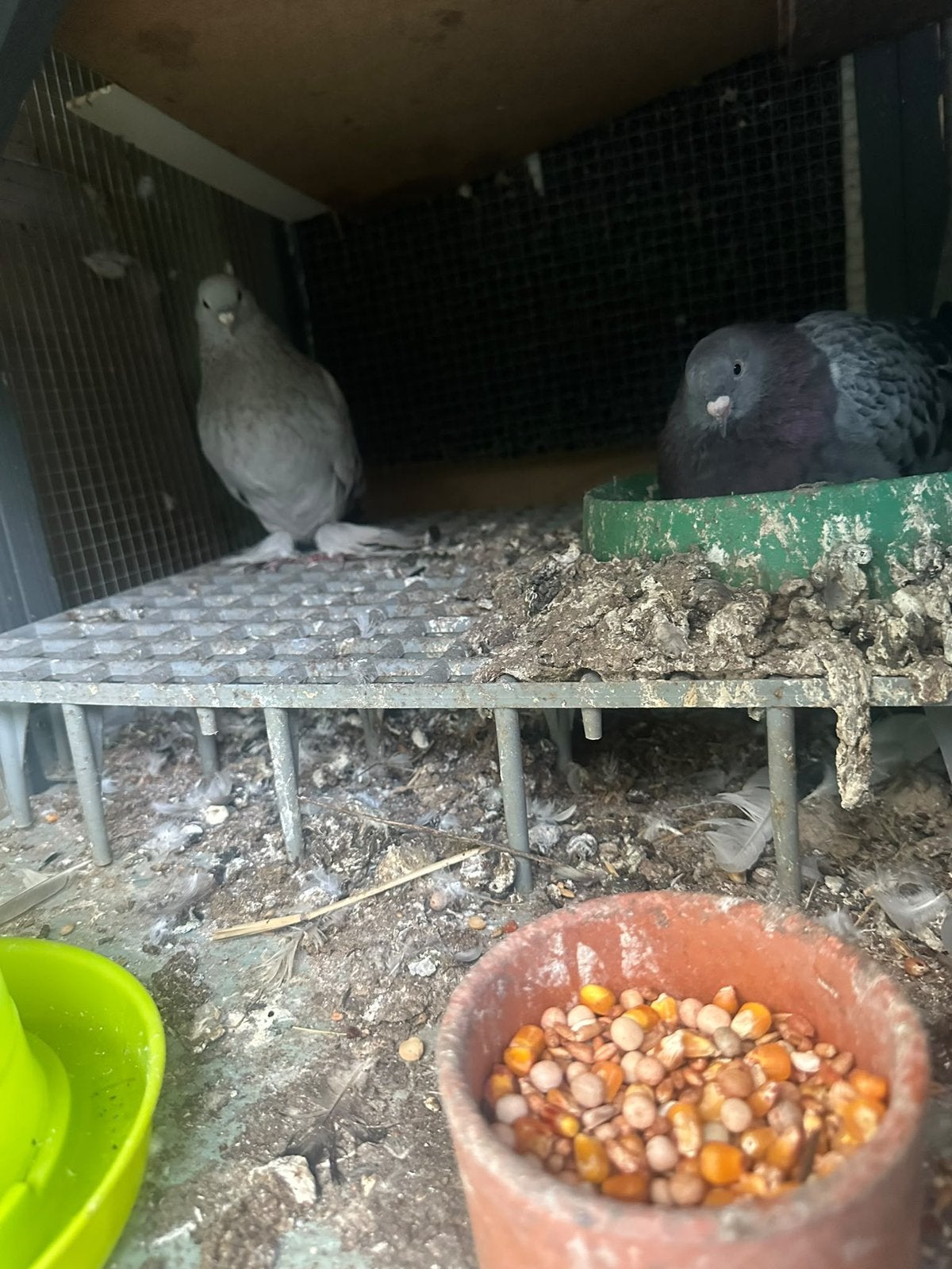 Takla, Dieren en Toebehoren