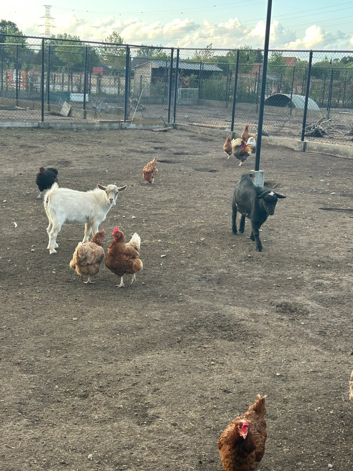 Hoornloze bokjes 5 maand oud, Dieren en Toebehoren, Schapen, Geiten en Varkens, Mannelijk, Geit, 0 tot 2 jaar