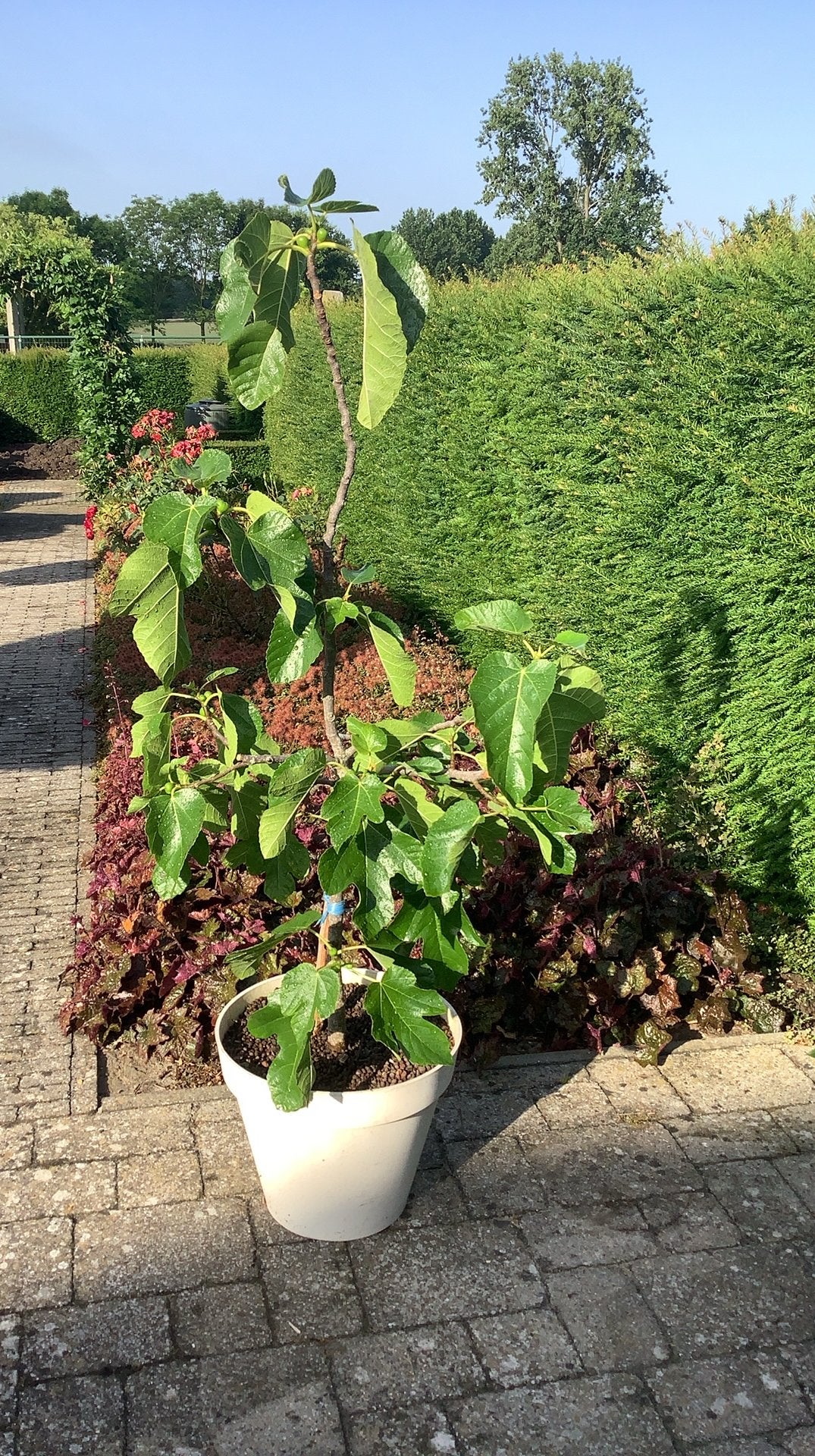 Vijgenboom, Tuin en Terras, Planten | Tuinplanten, Ophalen, Volle zon, Tweejarig, Zomer