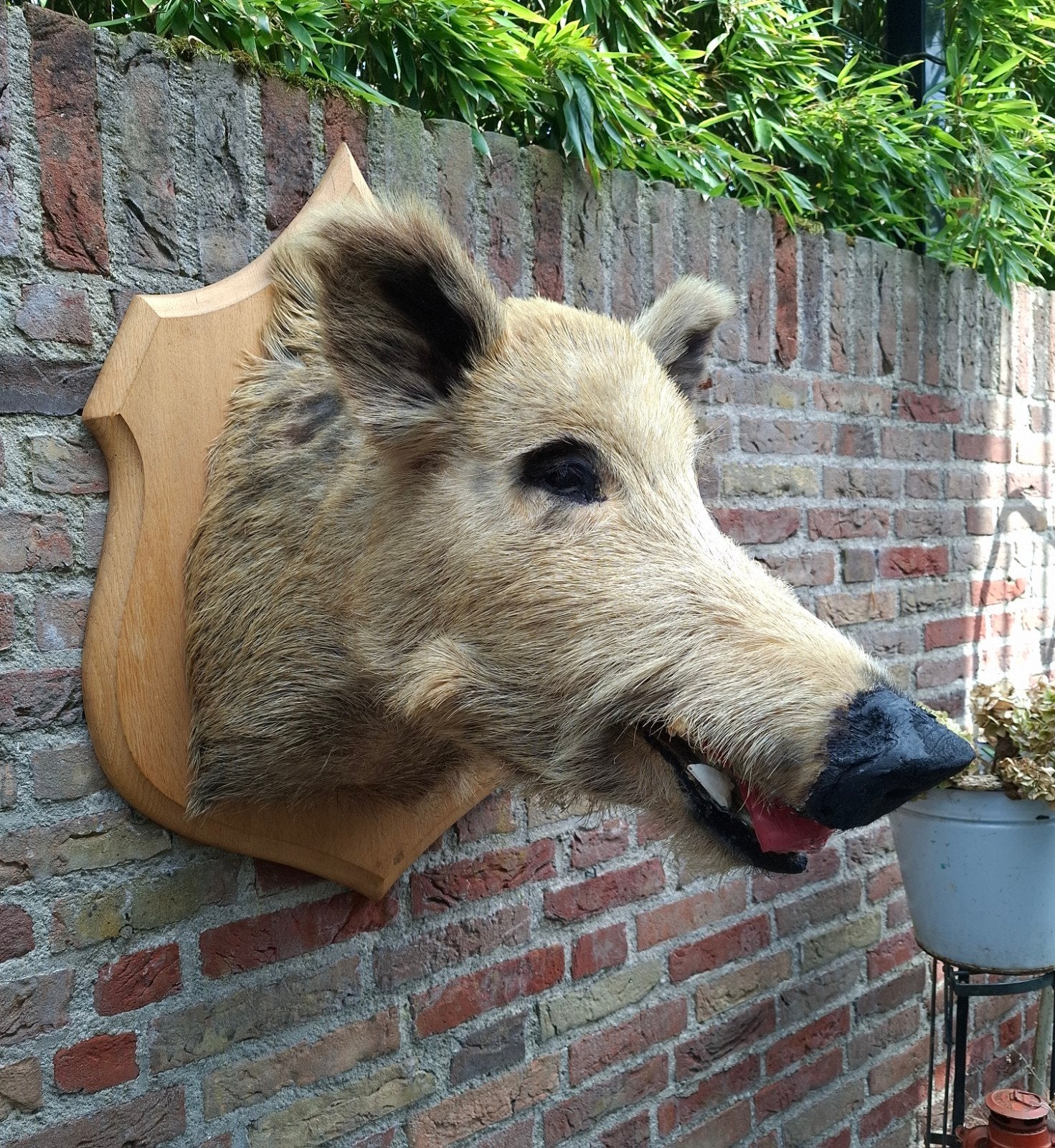 Opgezette kop zwijn groot taxidermie schedel jacht gewei, Ophalen, Wild dier, Gewei of Kop