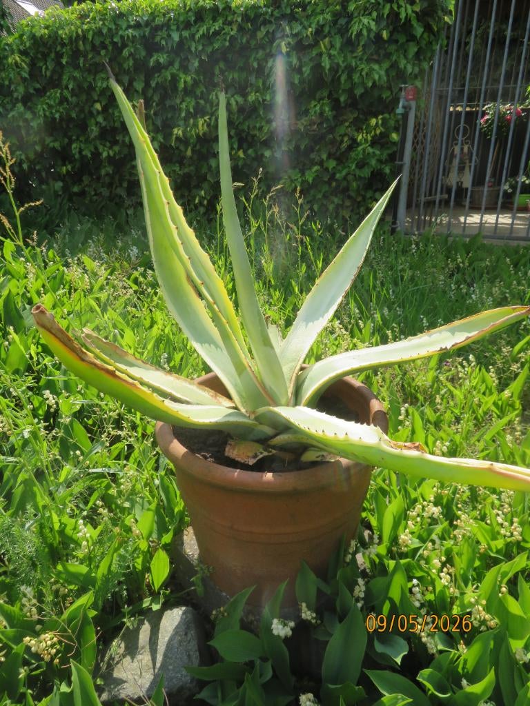Agave mexicana, Volle zon, Vaste plant, Bloeit niet, Ophalen