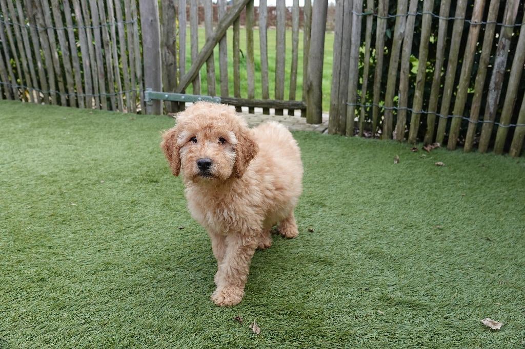Prachtige medium Labradoodle pups, met stamboom, Dieren en Toebehoren, Parvo, België, Overige rassen, 8 tot 15 weken