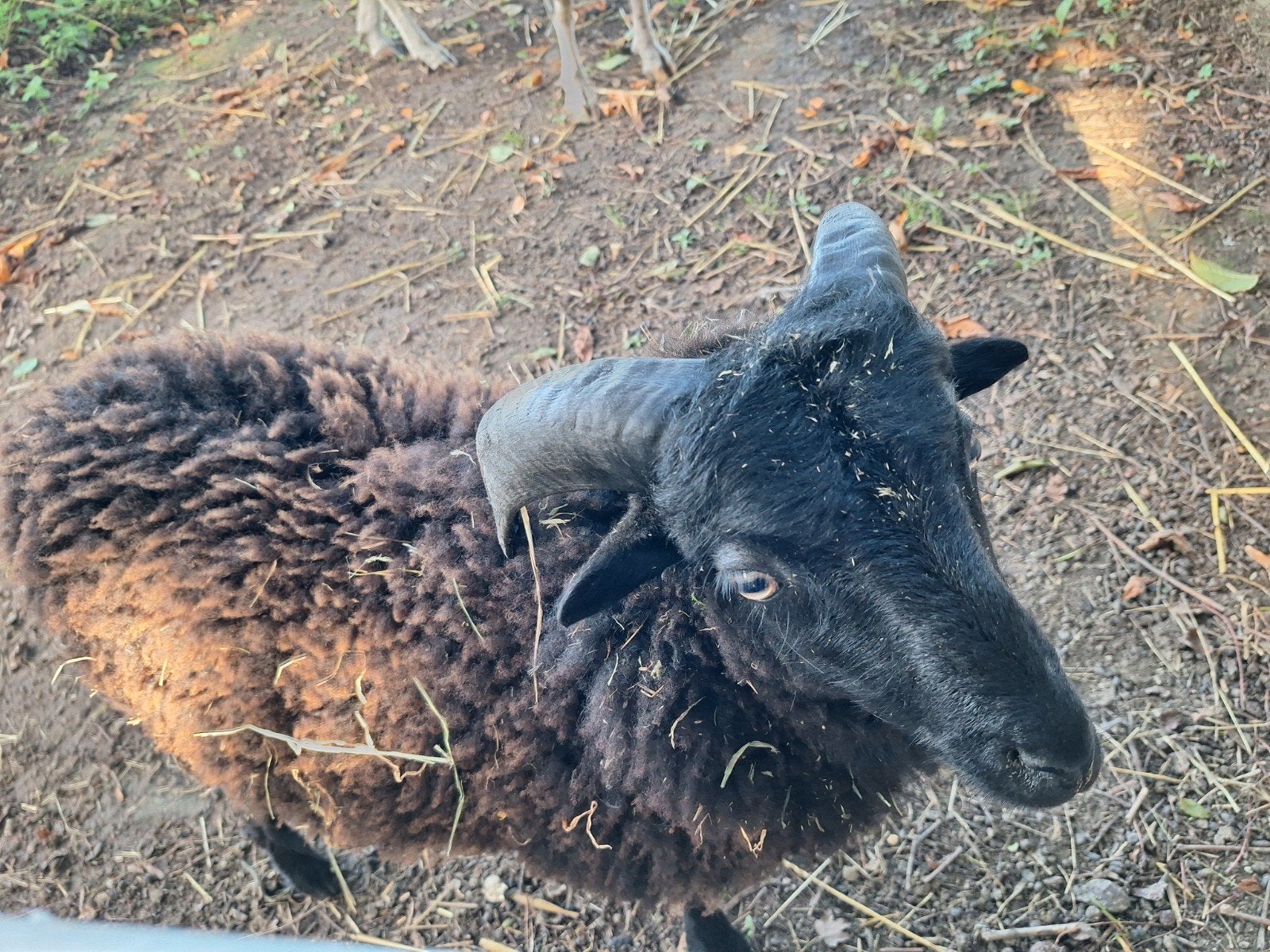 Ramlam Ouessant, Dieren en Toebehoren, Mannelijk, Schaap, 0 tot 2 jaar