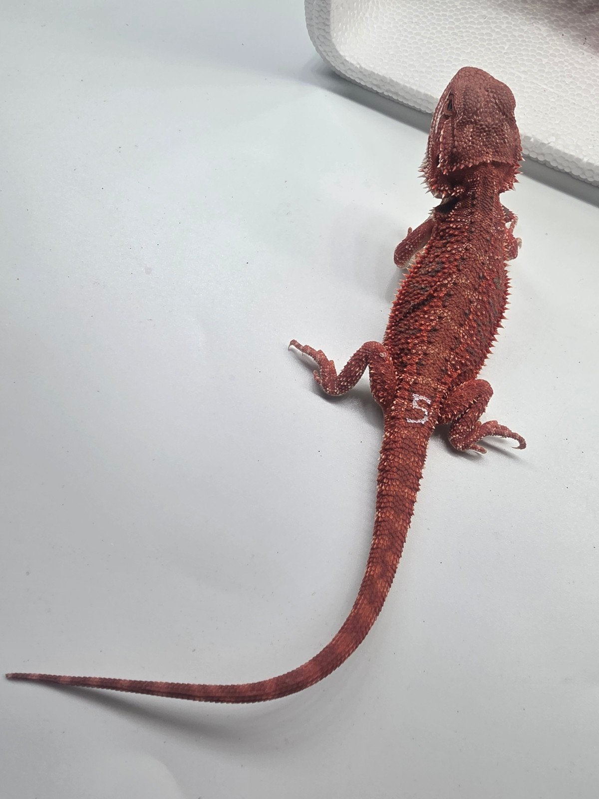 red monster, hypo, man, Dieren en Toebehoren