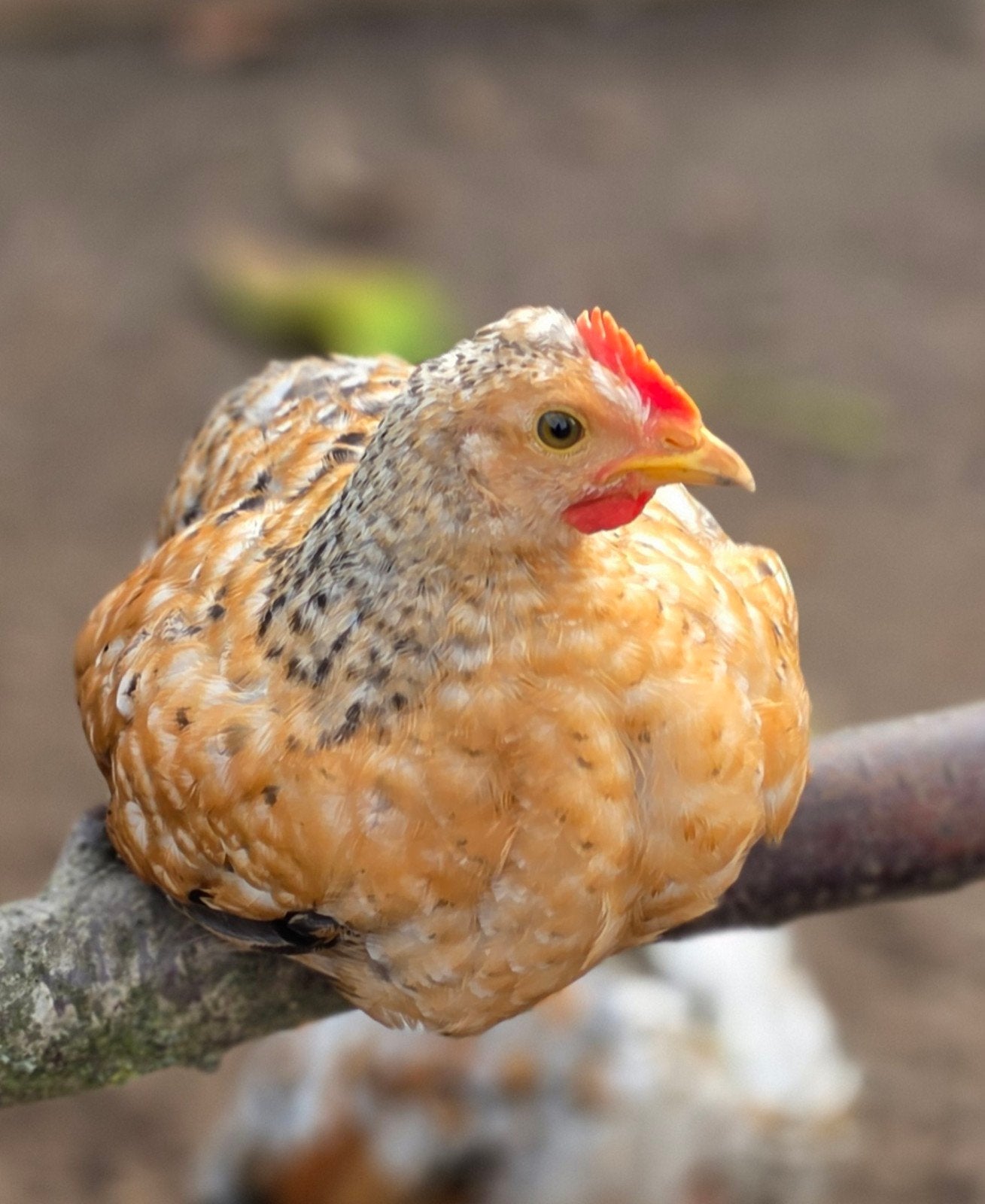 jong haantje kruising cream legbar x leghorn porselein, Mannelijk