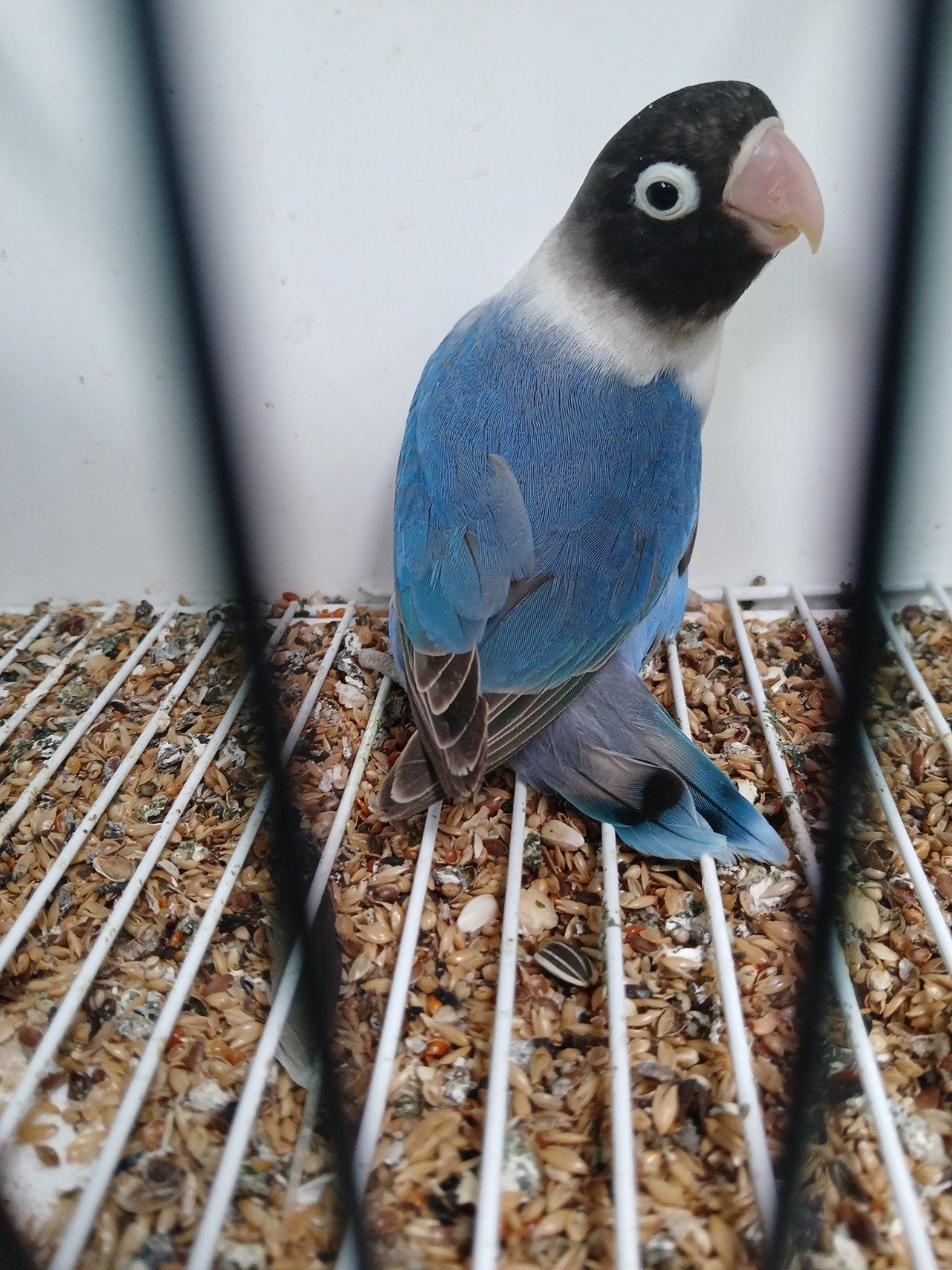 Personata.s, Animaux & Accessoires, Oiseaux | Perruches & Perroquets