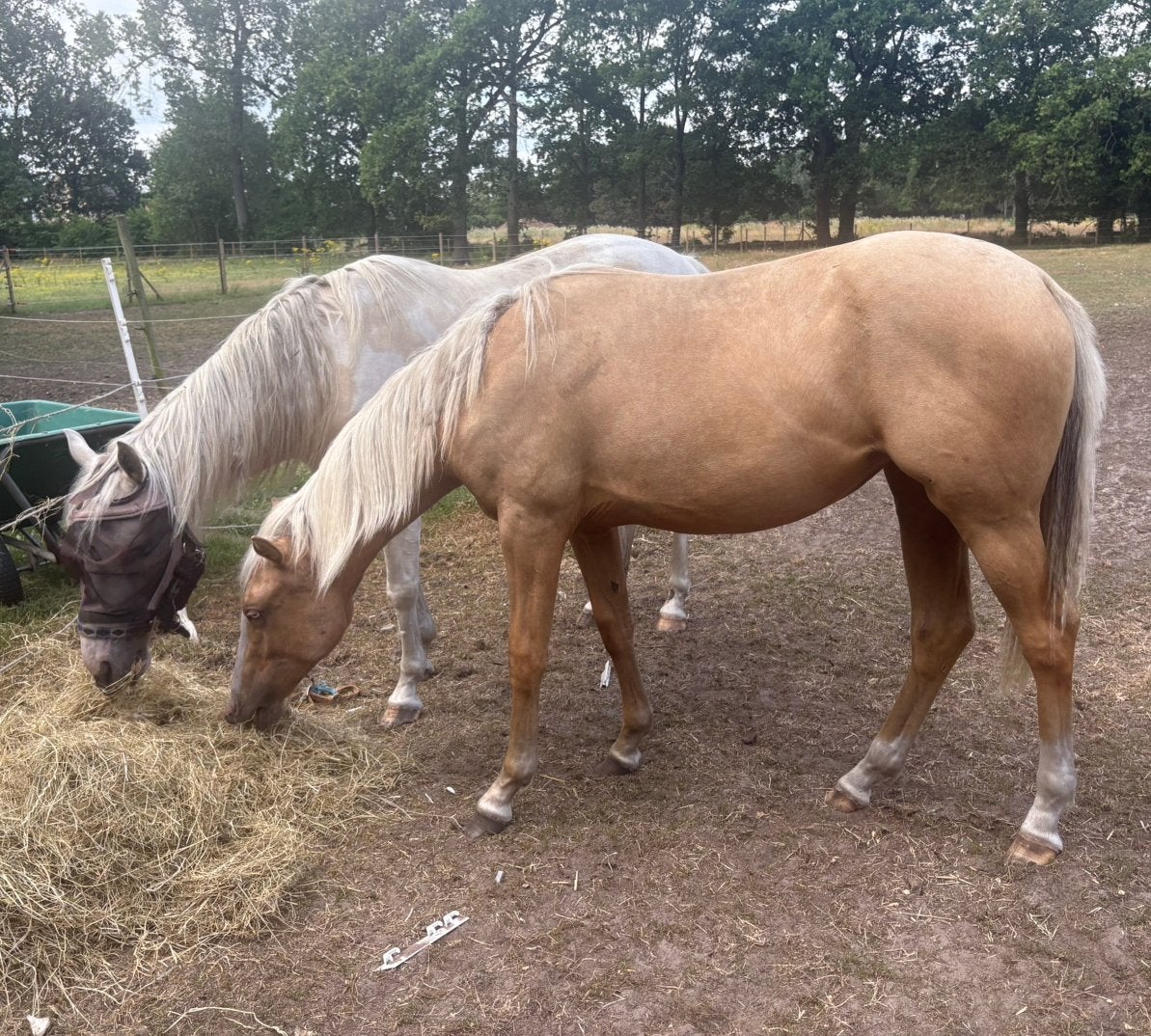 Twee lieve paardjes  – liefst samen, Dieren en Toebehoren, Merrie, M