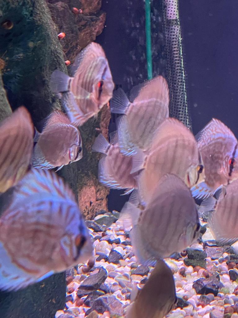 Discusvis, Dieren en Toebehoren, Vissen | Aquariumvissen