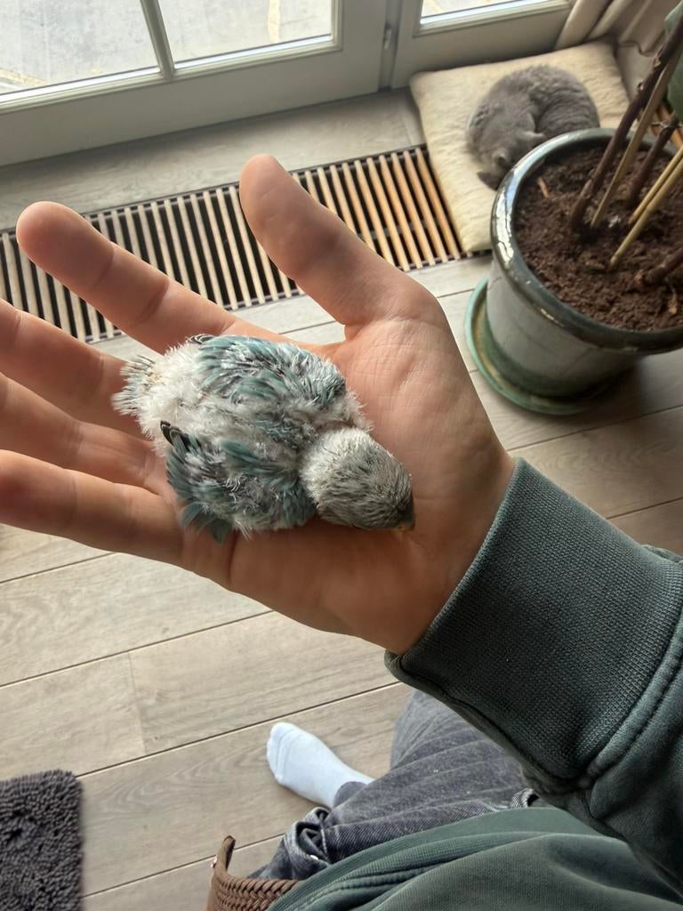Jonge dwergpapegaaien tussen de 2 en 11 weken oud, Tam