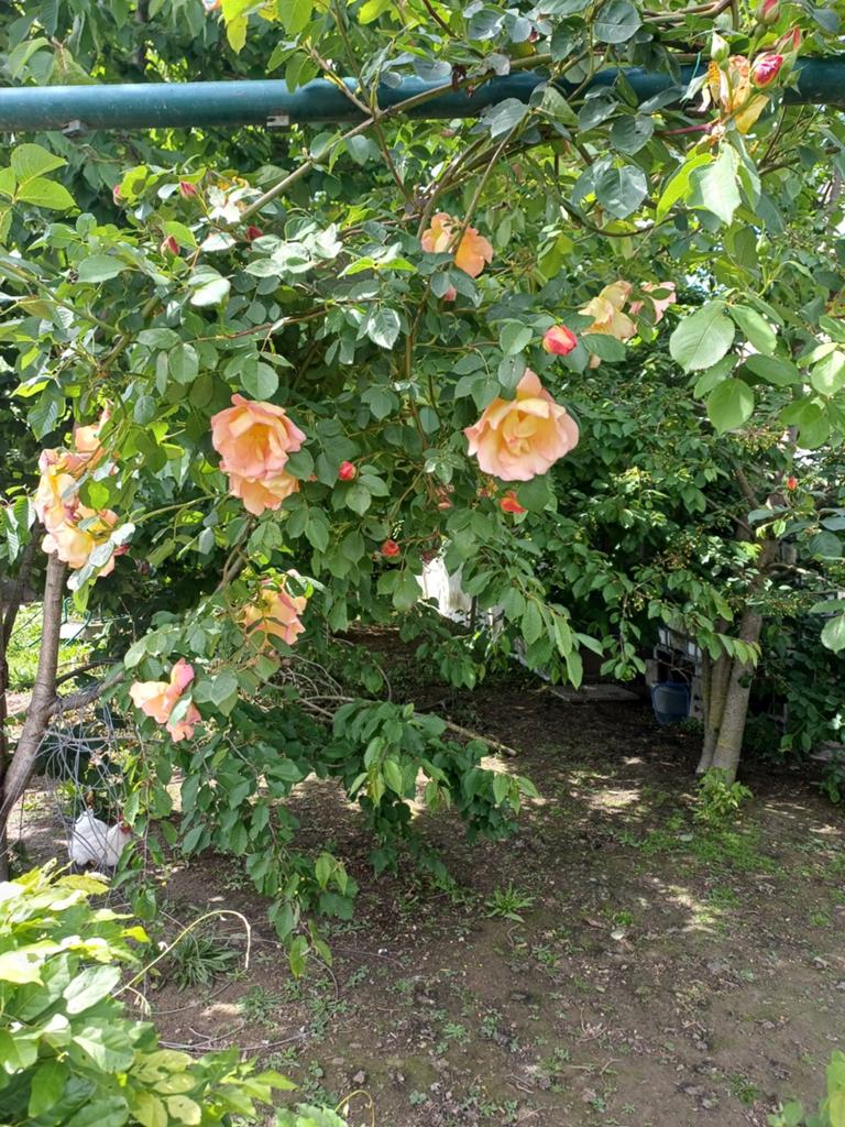 Nombreux rosiers à vendre, Jardin & Terrasse, Enlèvement