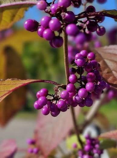 Callicarpa Bod Profusion, Tuin en Terras, Ophalen