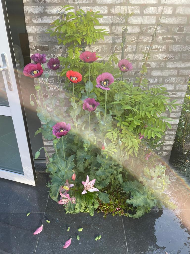 Klaproos zaadjes, Volle zon, Eenjarig, Zomer, Ophalen