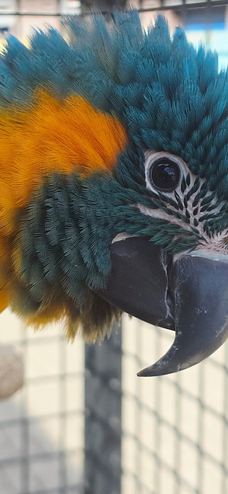 Blauw keel ara 's / 2026 / freeflight getraind., Dieren en Toebehoren, Vogels | Parkieten en Papegaaien
