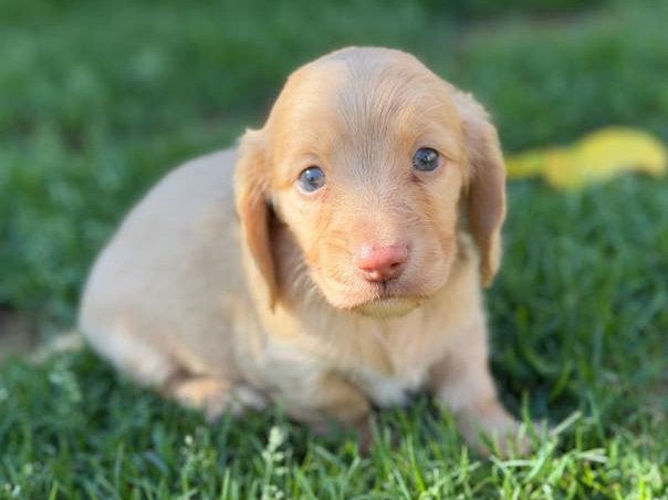 Teckel cream reu langhaar dwerg, Dieren en Toebehoren, Honden | Teckels en Dashonden, België, Fokker | Hobbymatig, Reu, CDV (hondenziekte)