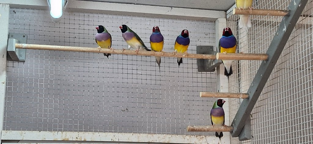gouldamadine, Animaux & Accessoires, Plusieurs animaux, Oiseau tropical