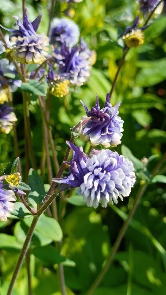 Akelei zaailingen, 0,75 cent , bloei voor volgend jaar, Tuin en Terras, Planten | Tuinplanten, Vaste plant, Halfschaduw, Lente