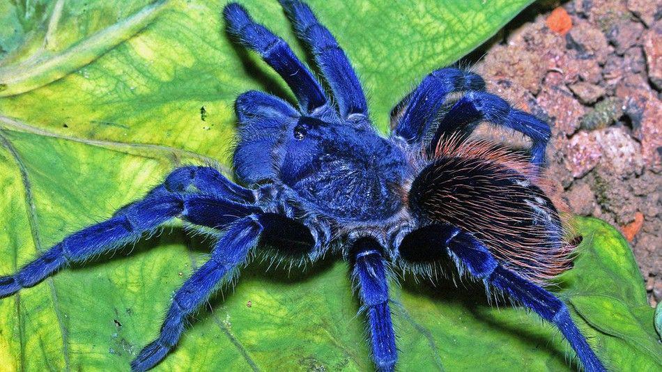 lasiocyano sazimai Brazilian blue tarantula sling, Dieren en Toebehoren, Insecten en Spinnen
