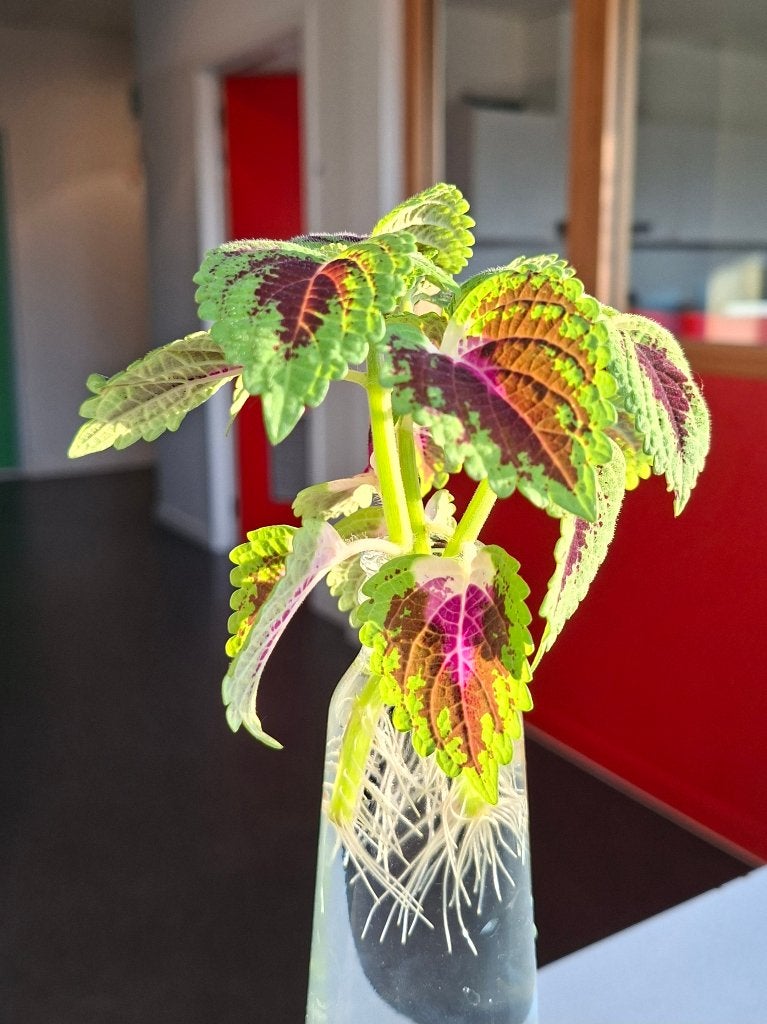 Ortie Flamboyante/ Coleus (Plante d'intérieur), Maison & Meubles, Plantes d'intérieur, Moins de 100 cm, Plante à fleurs, Plein soleil