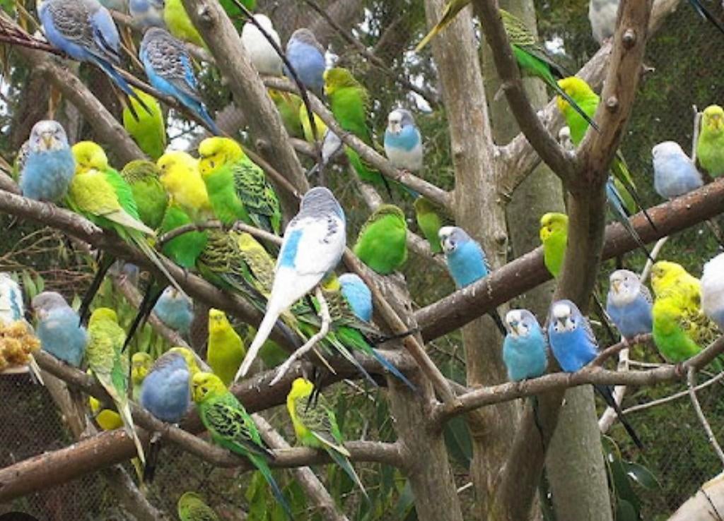 Wij zoeken grote aantallen grasparkieten alles welkom, Dieren en Toebehoren, Vogels | Parkieten en Papegaaien