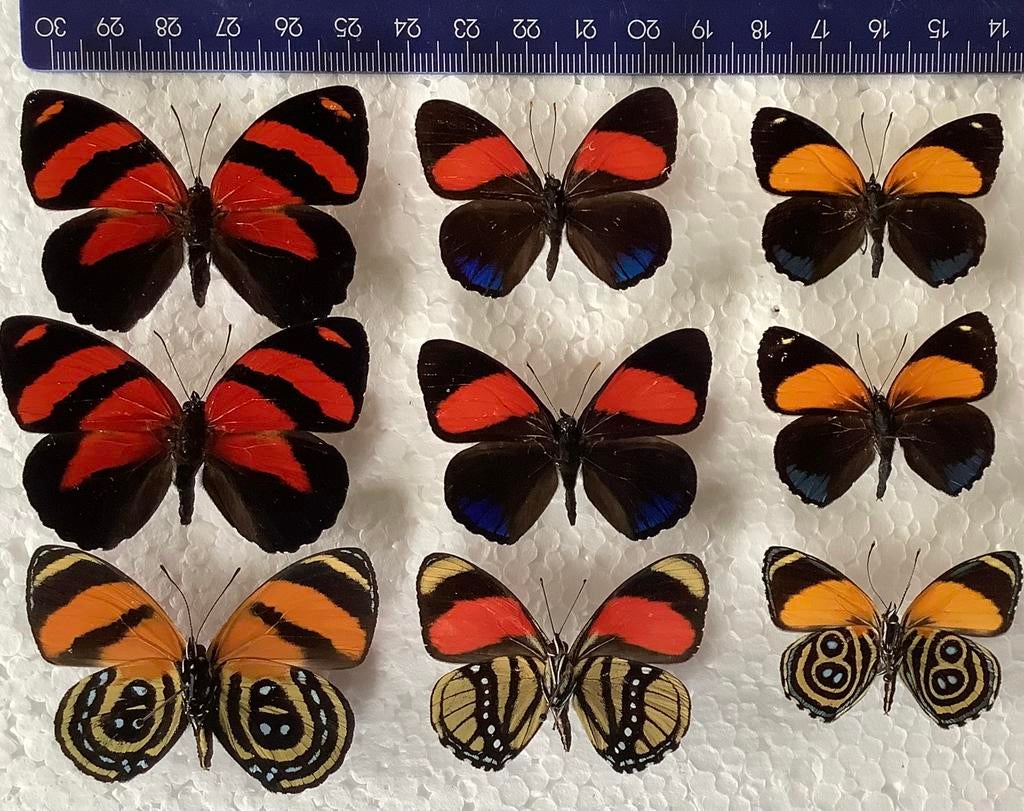 Diverse soorten Callicore vlinders uit Peru, Ophalen of Verzenden