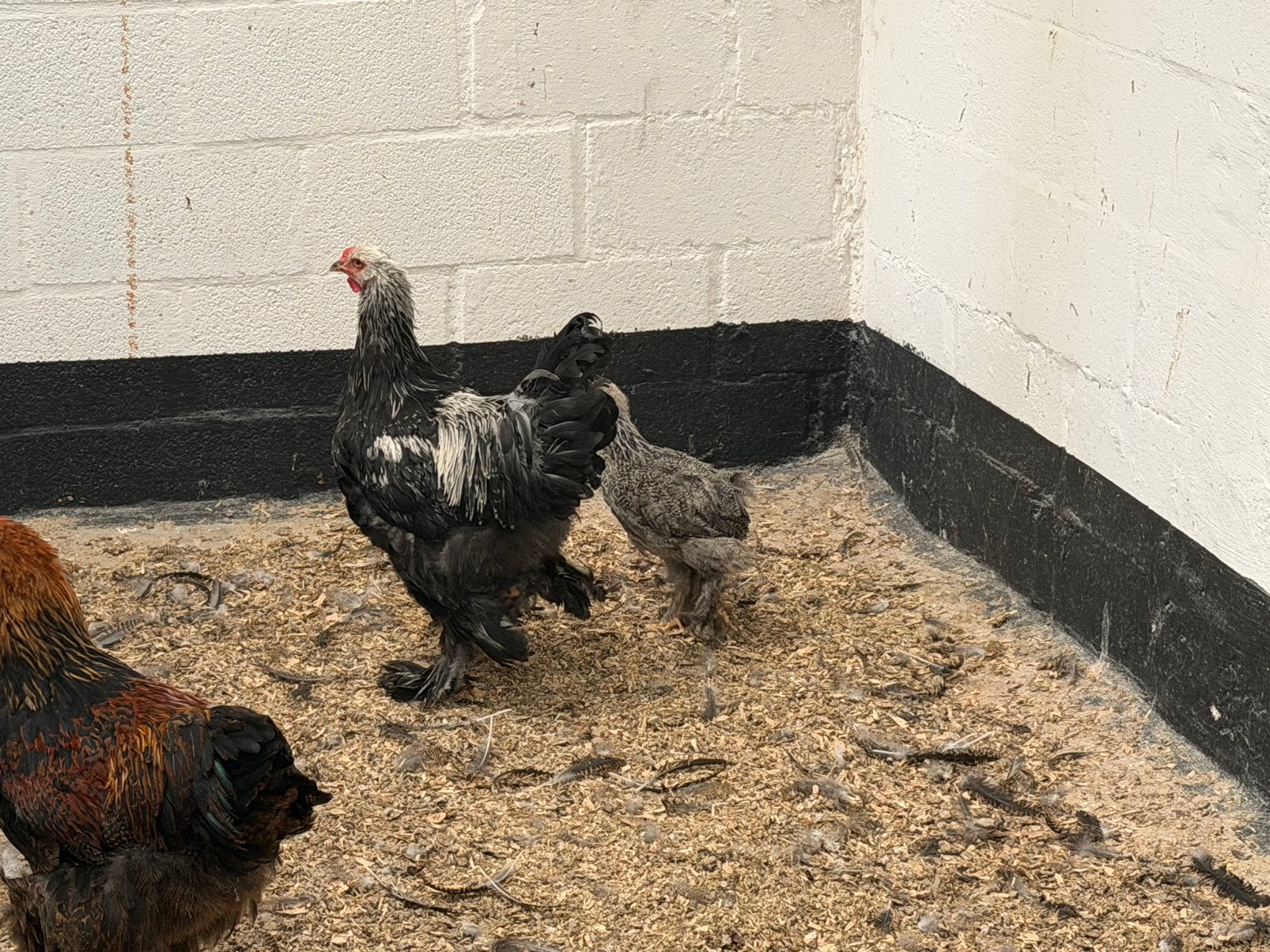 Brahma Zilverpatrijs haan, Mâle, Poule ou poulet