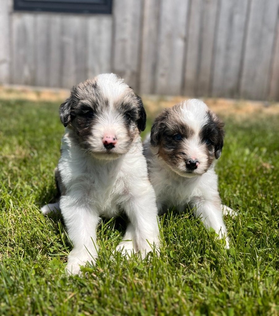 Beaux chiots doodle de taille moyenne F1 (bleu merle), Caniche, Plusieurs, Hépatite contagieuse (maladie de Rubarth), Belgique