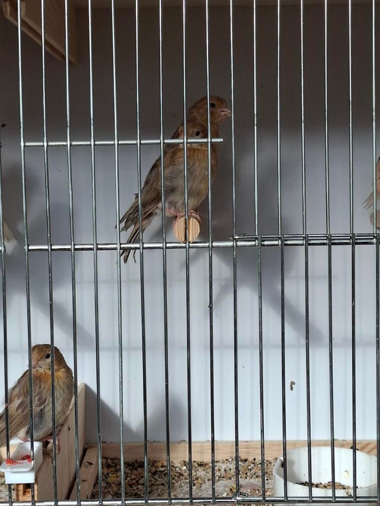Kanarie s, Dieren en Toebehoren, Vogels | Duiven
