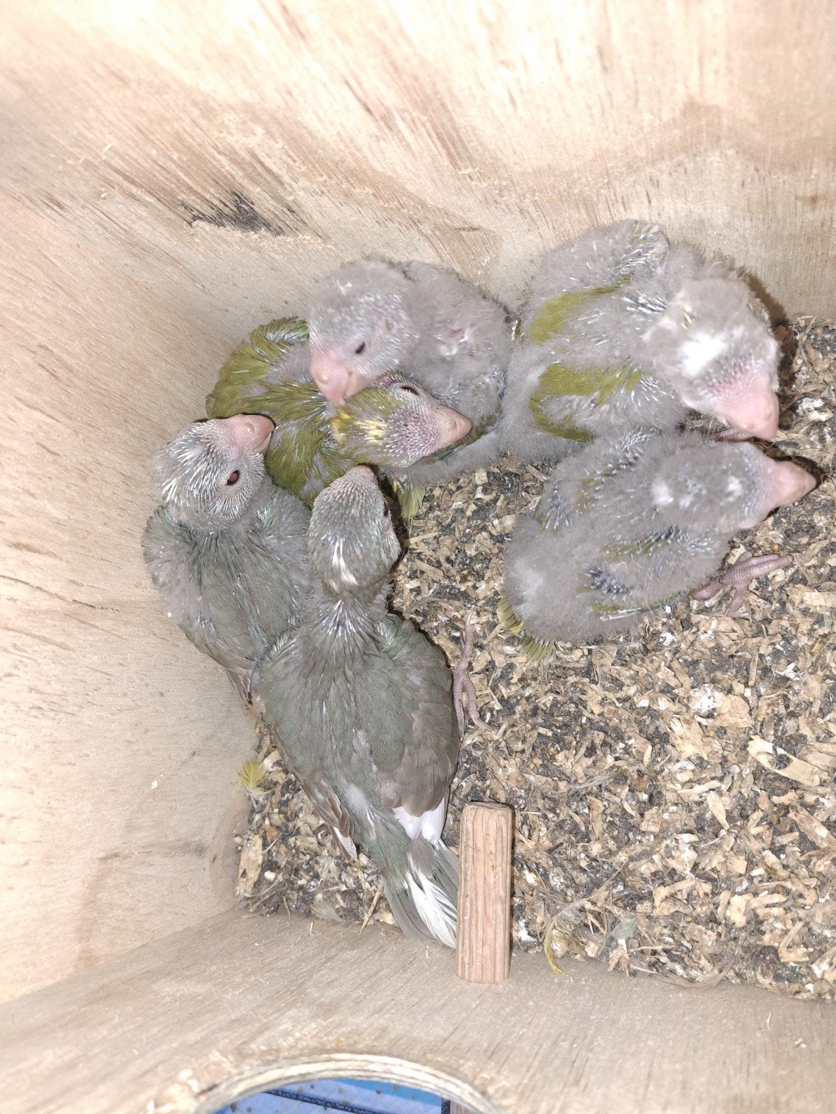 kakaraki baby zullen bijna nestblok uitvliegen, Dieren en Toebehoren, Meerdere dieren, Parkiet, Tam