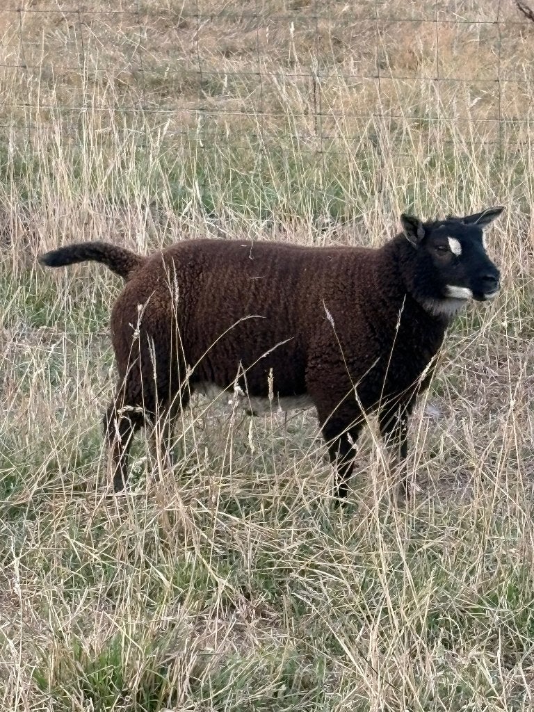 Ramlam, Mâle, Mouton, 0 à 2 ans