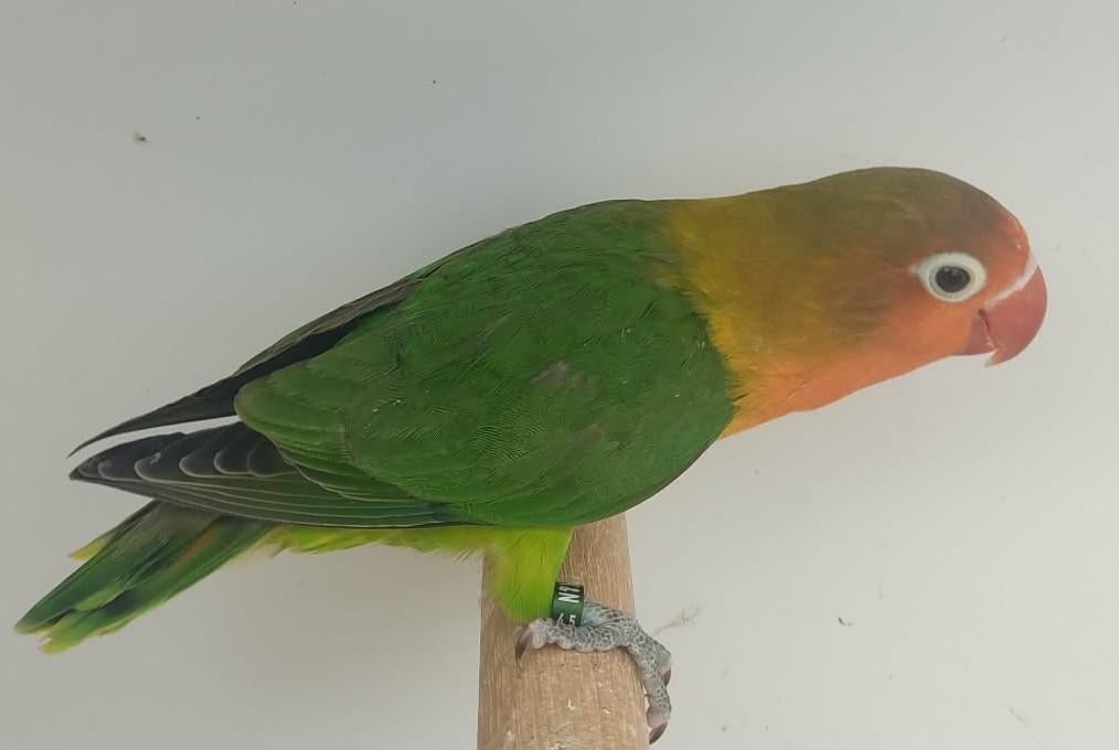 Fischeri POP (DNA attest) - wildkleur, Femelle, Perroquet nain ou Inséparable, Bagué