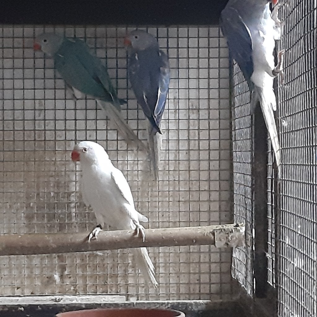 Halsband parkieten, Meerdere dieren, Parkiet, Geringd