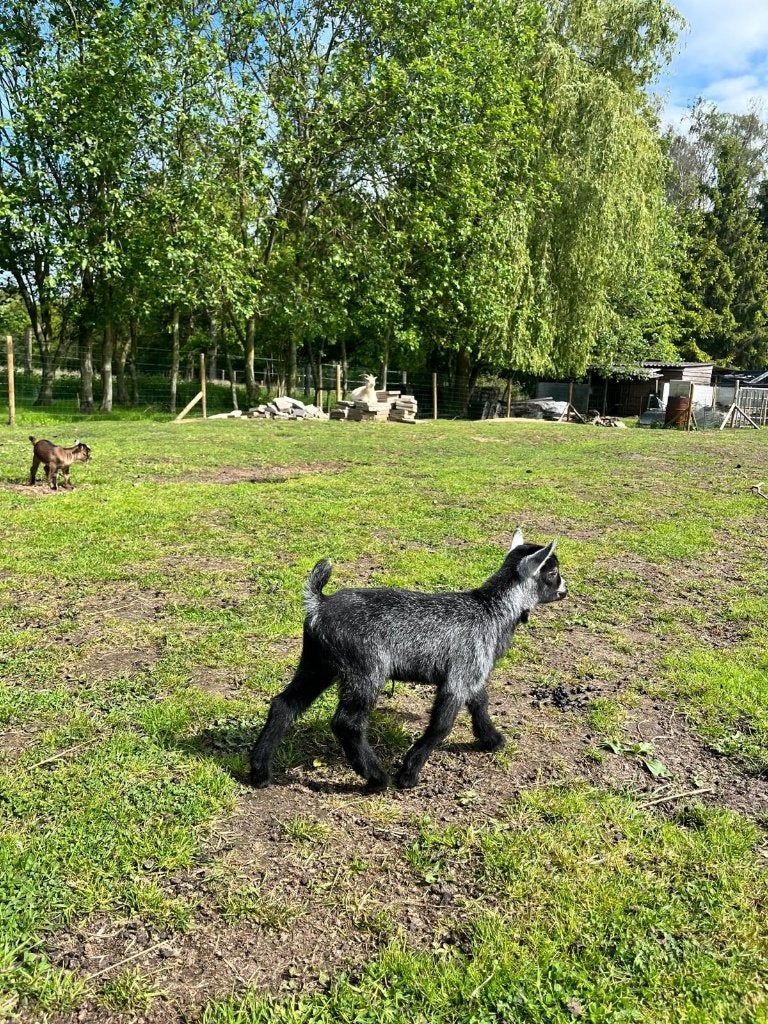 dwerggeiten, Dieren en Toebehoren, Mannelijk, Geit, 0 tot 2 jaar