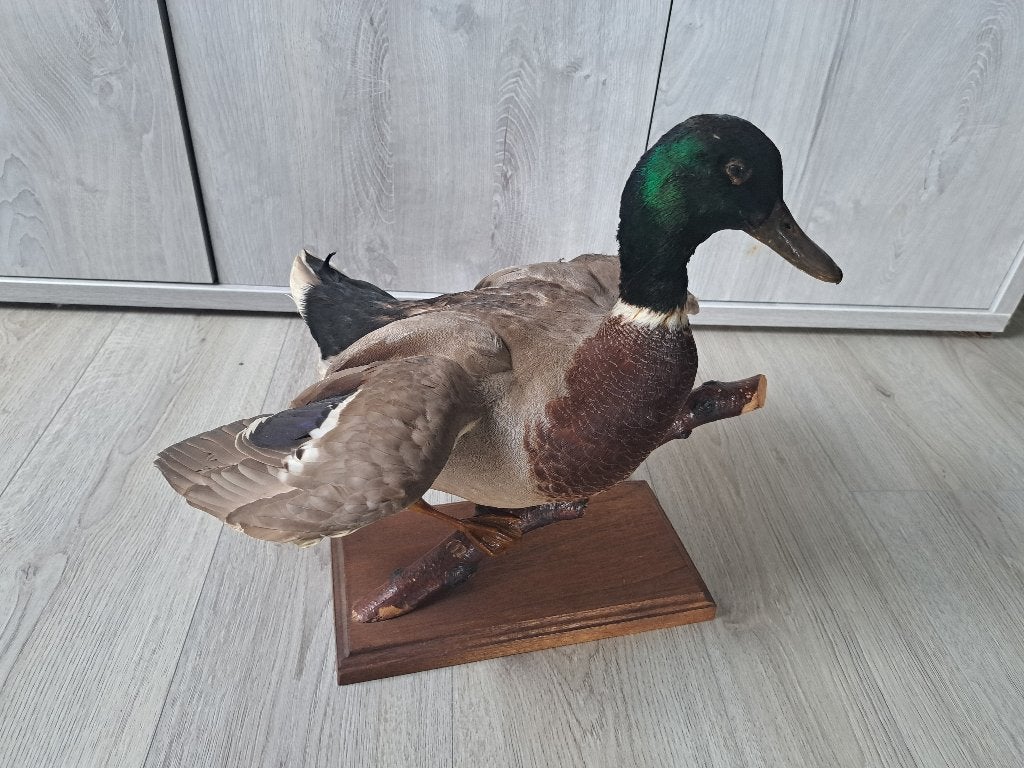 Taxidermie, Ophalen, Zo goed als nieuw, Vogel, Opgezet dier